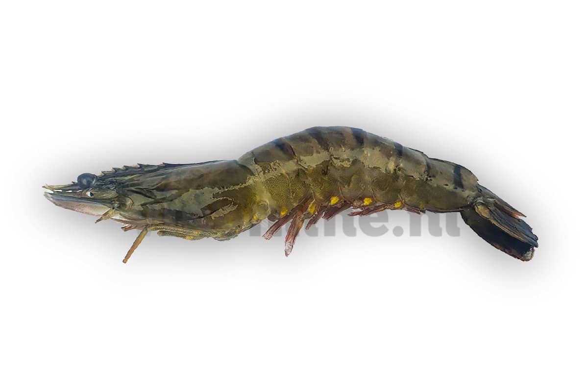 ❄ Gamba black tiger met kop 13-15 1kg