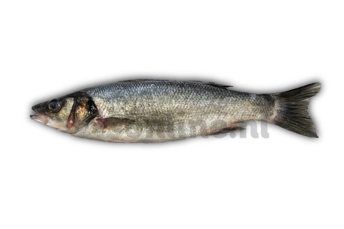 ❄ Zeebaars ca. 450g