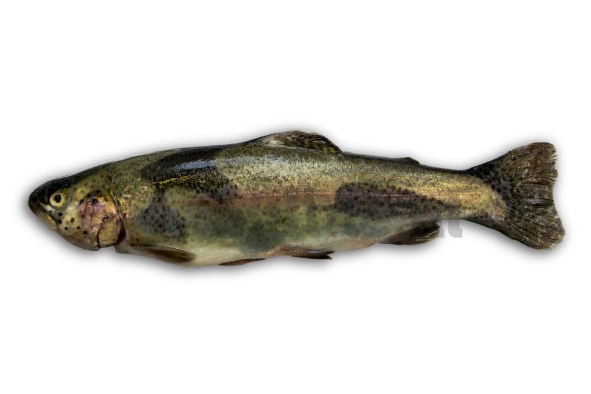 Forel ca. 250g DV