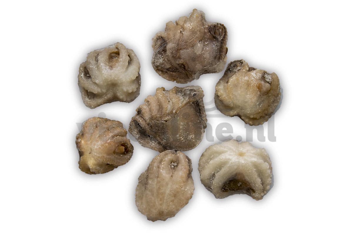 ❄ Baby octopus 1kg