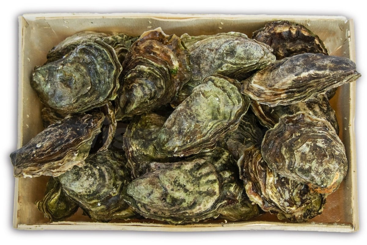 Oester creuse Zeeuws nr2 25st