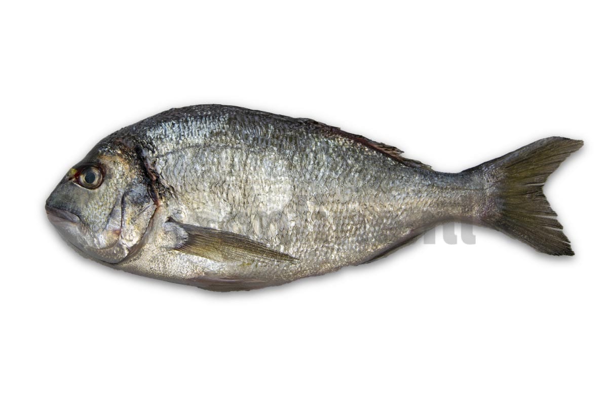 ❄ Dorade royale ca. 450g