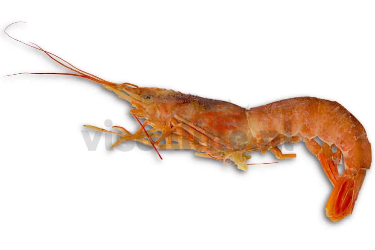 ❄ Gamba Argentijns wild met kop 10-20 2kg